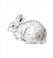 潮流服装印花素描动物图案下载兔子矢量图下载