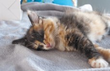 日系睡觉的小猫