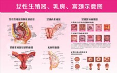 源文件女性生殖器解剖图