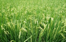 乡村风采绿油油的稻田