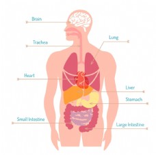 人体器官平面图