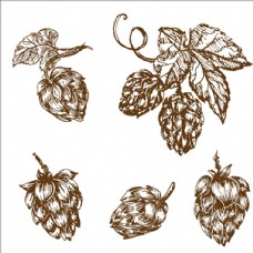 水果农场手绘素描啤酒花插图