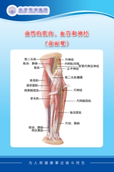 医疗展板-前臂的肌肉血管和神经展板