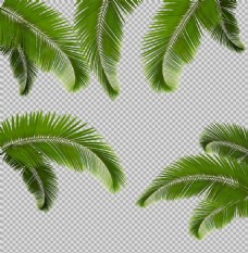 棕榈叶子插画免抠png透明图层素材