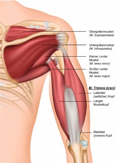 男性手臂肌肉结构图片