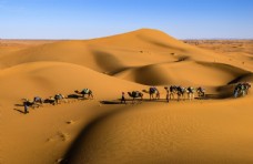 高清壁纸沙漠骆驼