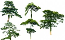 绿树油松树园林绿化植物树木PSD素材