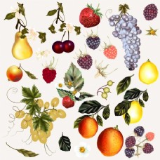 水果采购手绘水果系列