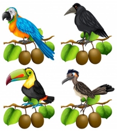 SPA插图不同种类鸟类的猕猴桃科插图