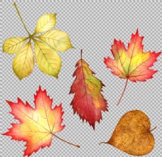 手绘各种彩色叶子插画免抠png透明素材
