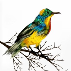 彩色鸟的设计