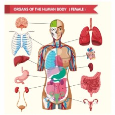 女性人体器官