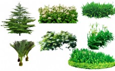 园林绿化植物树木图片景观素材