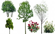 园林绿化植物树木图片免扣素材