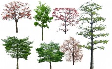 草图大师模型木棉花树景观png素材图片