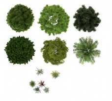 植物平面图素材乔木14