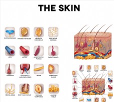 人体皮肤组织和结构矢量素材