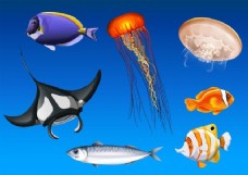 不同种类的海洋动物水下插图