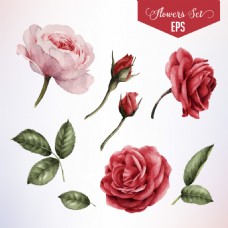 玫红色玫瑰玫瑰花朵花枝矢量印刷高清设计素材