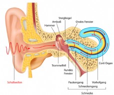 人体器官人体耳朵器官图片