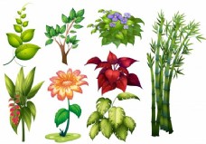 不明不同种类植物花卉说明