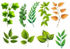 绿树不同类型的绿叶插图