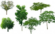 绿化景观乌桕树无患子树园林景观树