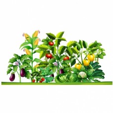 绿色蔬菜植物种植设计