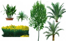 绿树园林绿化植物树木图片