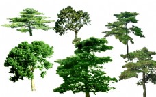 绿化景观园林景观油松树PSD素材