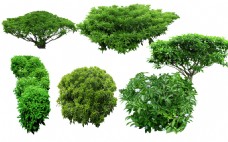 木材植物平面图素材乔木12
