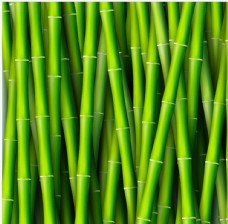 翠绿的竹子矢量素材