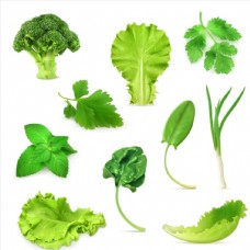 多款绿色蔬菜植物叶片矢量素材
