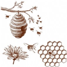 手绘蜜蜂蜂窝蜂蜜插图