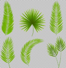 绿色叶子热带树叶插画免抠png透明图层素材