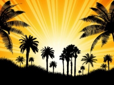 热带背景棕榈树在晴朗的天空下