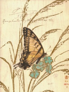 芦苇蝴蝶 复古装饰挂画
