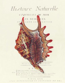 海洋生物海螺欧美装饰画