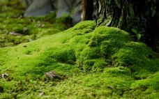 大自然景观大自然苔藓植物微景观