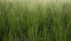 小麦绿色植物背景