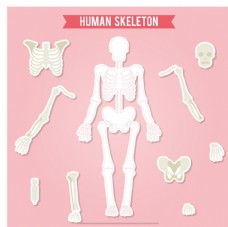 人体骨骼标签