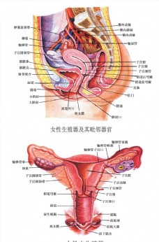 妇女女性妇科女性生殖器解剖